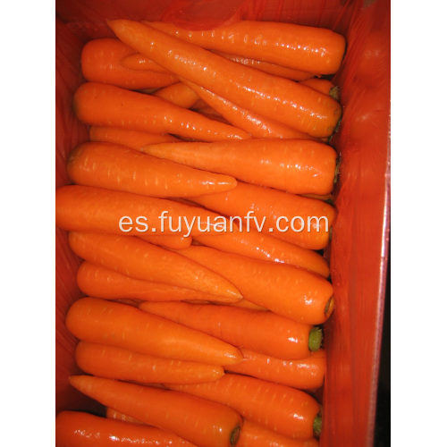 Deliciosas zanahorias frescas 150-200G